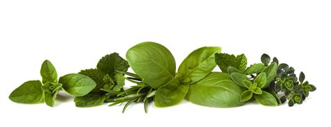 het grote kruiden overzicht  een kruiden moestuin vind je hier