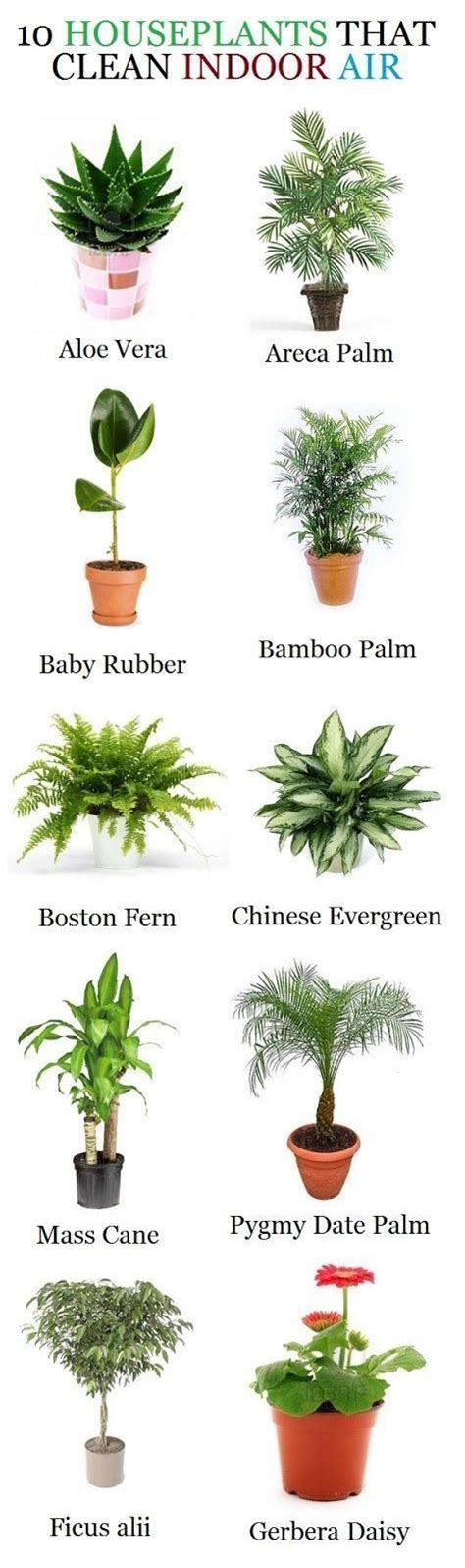 Nombres De Plantas Terrestres