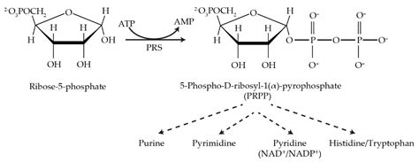 Phosphoribosyl Pyrophosphate Synthetase Encyclopedia MDPI