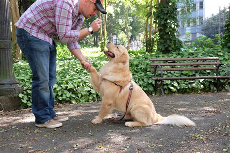 Dicas De Adestramento Para Golden Retriever Chalesco