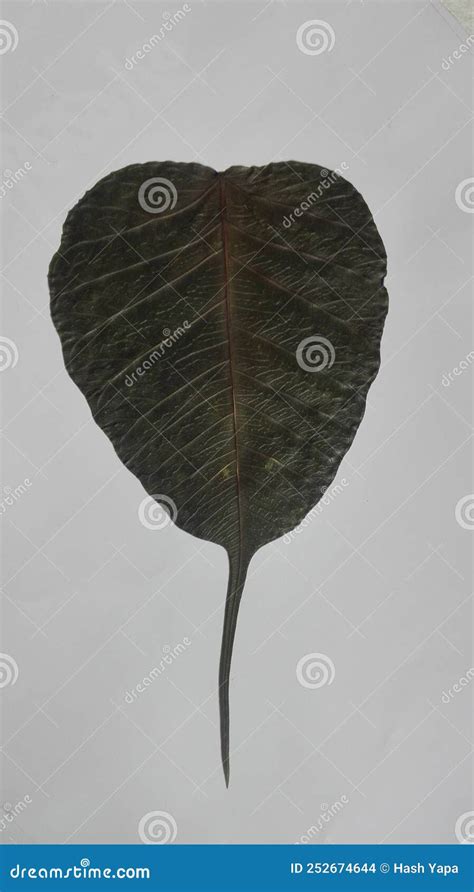 Bo kola in srilankan stock photo. Image of branch, twig - 252674644