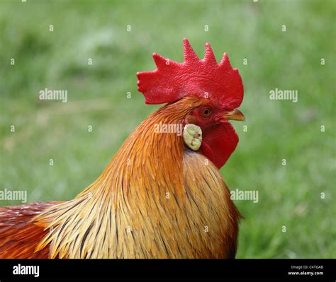 Cockerel Rooster High Resolution Stock Photography And Images Alamy