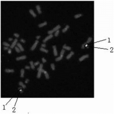 一种原位杂交探针的制备方法与流程