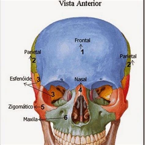 Divisoes do cranio Anatomia Sistêmica Ossos do corpo humano Crânio