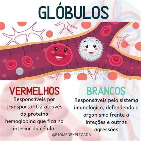 Quais Sao Os Globulos Brancos - Os glóbulos vermelhos e os glóbulos brancos são componentes essenciais ...