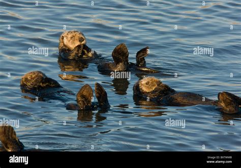 Sea Otter Enhydra Lutris Entspannend Auf Ihren R Cken Im Meer Treiben