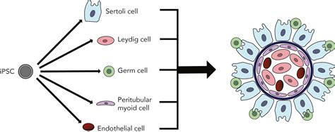 Testicular Organoids To Study Cellcell Interactions In The Mammalian