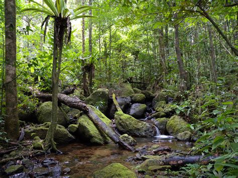 Madagascar's biodiversity explained - Biodiversity