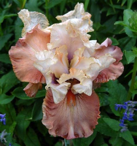 Photo Of The Bloom Of Border Bearded Iris Iris Border Guard Posted