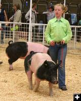 4 H And FFA Swine Show Pinedale Wyoming