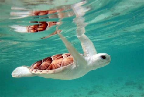 Rare Albino Sea Turtle Swimming In Clear Blue Water