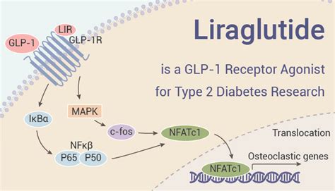 Liraglutide Is A Glp 1 Receptor Agonist For Type 2 Diabetes Research Immune System Research