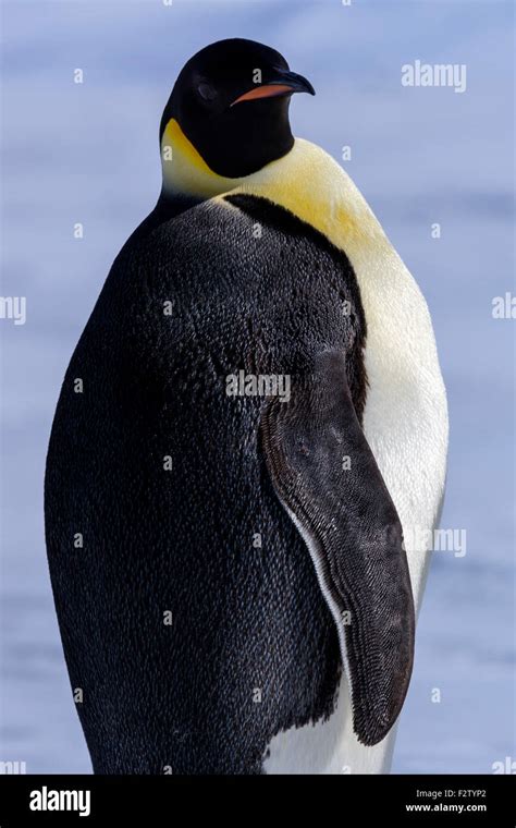 Antarctic Emperor Penguins Aptenodytes Forsteri Stock Photo Alamy