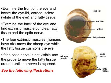 Sheep Eye Dissection Procedures Off