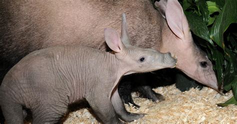 Baby Aardvark Growing Up At Brookfield Zoo - CBS Chicago