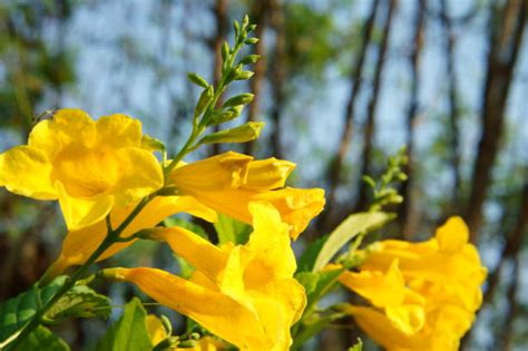 top  yellow elder flower stock  pictures  images istock