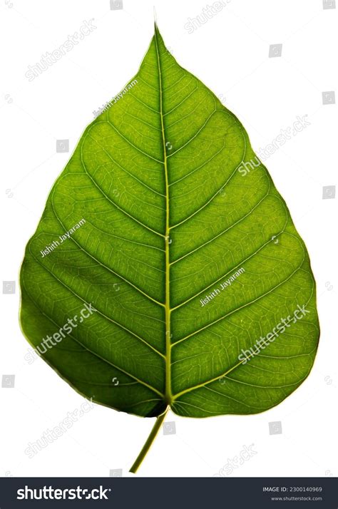 14 Banyan Tree Leaf Png Images, Stock Photos & Vectors | Shutterstock