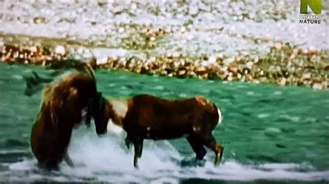 Grizzly Bear Vs Caribou Fight Rare Footage Youtube