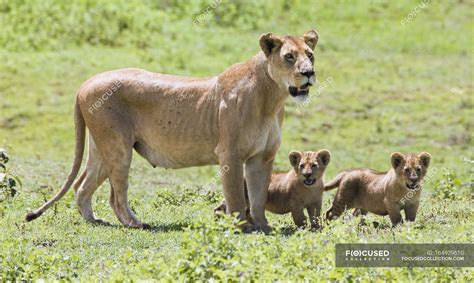 Lioness With Cubs — environment, scenery - Stock Photo | #164929610