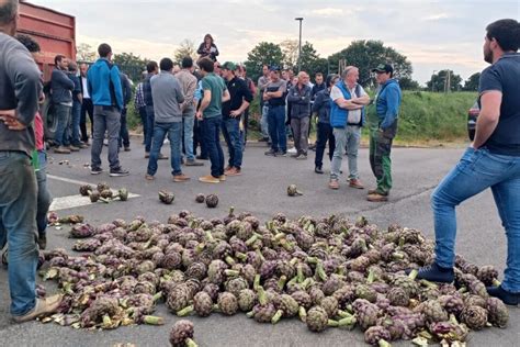 Les Producteurs D Artichauts Manifestent Leur Col Re Entre Lannion Et