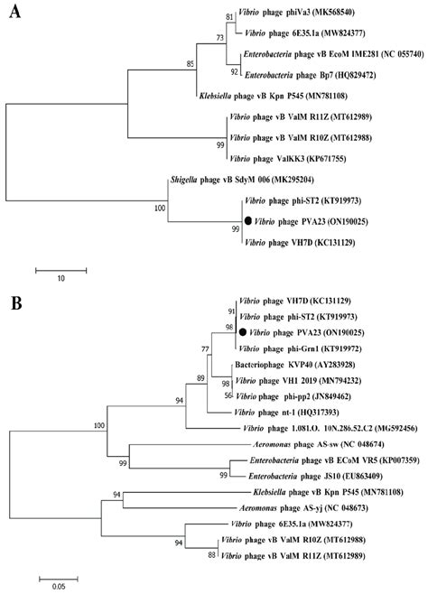 Phylogenetic Analysis Of Phage Pva23 The Phylogenetic Tree Was