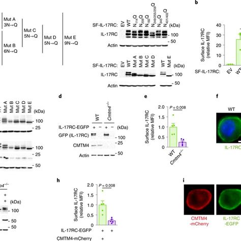 Pdf Cmtm4 Is A Subunit Of The Il 17 Receptor And Mediates Autoimmune