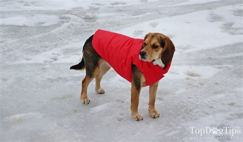 6 Best Dog Coats for Winter in 2020 (Cold, Rain and Bad Weather)