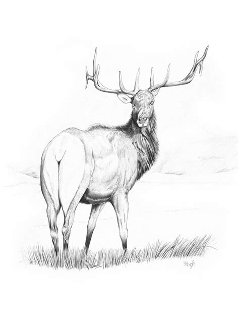 Elk Pencil Drawing