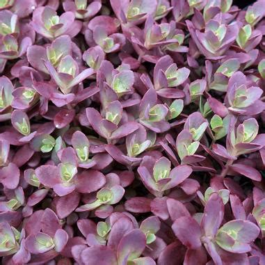 Sedum SUNSPARKLER Firecracker Salzsieder Nursery