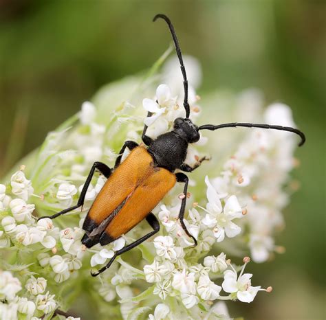 Paracorymbia Fulva