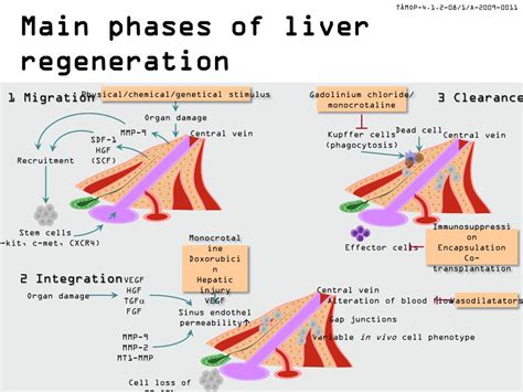 PPT - Liver regeneration from stem cells PowerPoint Presentation, free ...