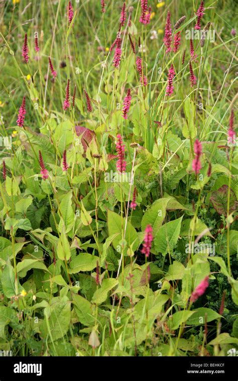 Mountain Fleece Persicaria Amplexicaulis Polygonum Amplexicaule