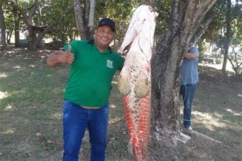 Cuiabano Pesca Pirarucu De Mais De M No Rio Cuiab E V Deo Viraliza