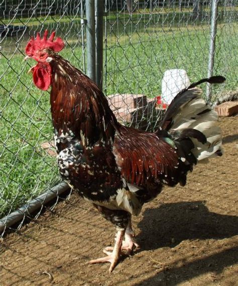 Speckled Sussex Chicks Backyard Chickens Learn How To Raise Chickens