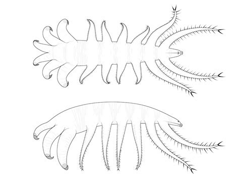 Photos Naked Ancient Worm Hunted With Spiny Arms Live Science