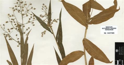 Plant Families Of Puerto Rico And Florida Papo Vives Poaceae Paniceae