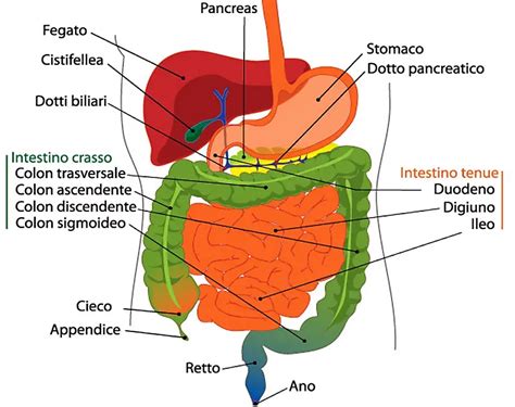 Meteorismo intestinale cosè cause rimedi dieta cibi da evitare