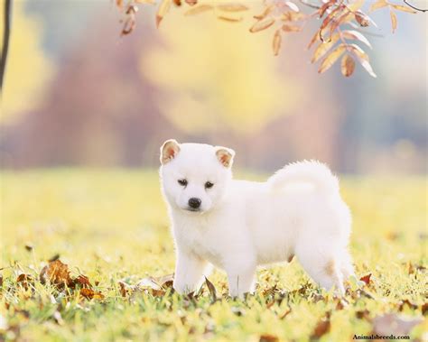 Shiba Inu - Puppies, Rescue, Pictures, Information, Temperament, Price | Animals Breeds