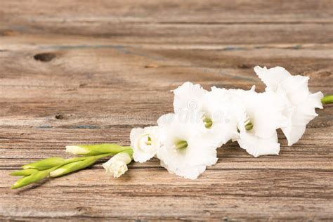 White gladiolus flower stock image. Image of love, decoration - 108247291