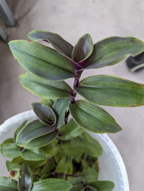 Tradescantia Cerinthoides ‘limelight Tradescantia Hub Shop