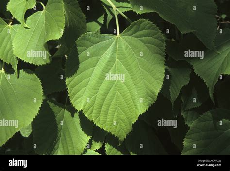 Manchurian Lime Tilia Mandshurica Leaf Stock Photo Alamy