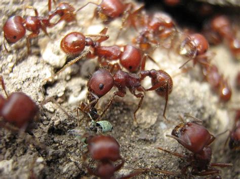 Harvester Ants 1 Photograph by Rebecca Shupp - Pixels