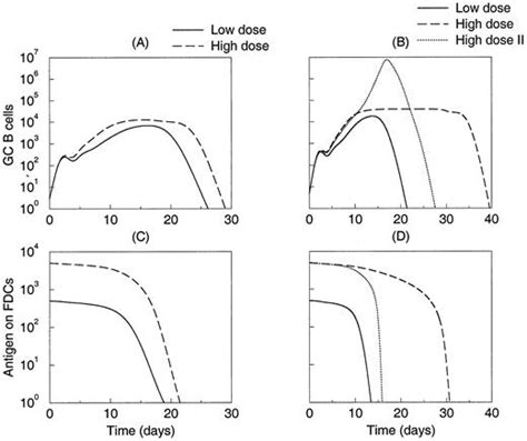 A Mathematical Model on Germinal Center Kinetics and Termination1 | The ...