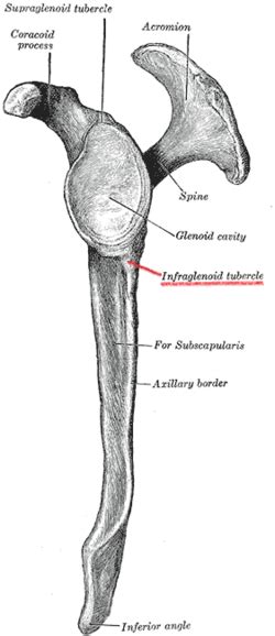 Infraglenoid tubercle - Wikipedia