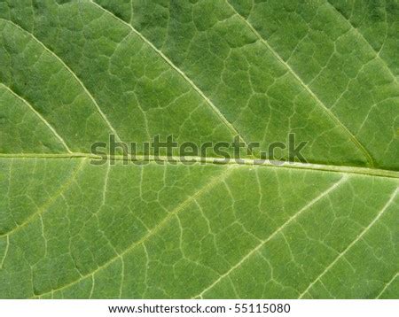 Chlorophyll Leaf Stock Photo 55115080 : Shutterstock