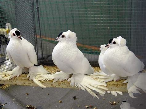 Saxon Spot Pigeons Pigeontype