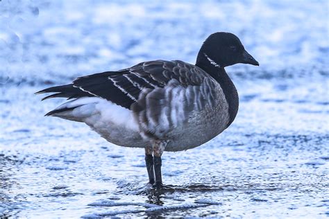 Brent Goose Maidens Dougie Edmond Flickr