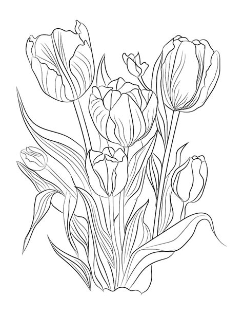 premium vector tulip coloring page tulip  art illustration