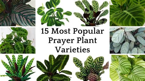 15 Most Beautiful Types Of Prayer Plants Prayer Plant Varieties YouTube