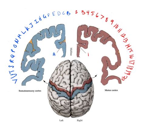 neuroanatomy study material telencephalon structures  functions